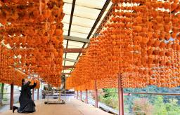 <p>　串柿作りが最盛期を迎え、整然と連なる柿の玉すだれ＝３日午前、和歌山県かつらぎ町</p>