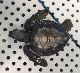 <p>　沖縄県北谷町の砂浜で保護されたアオウミガメの子ども＝１１日（沖縄美ら島財団総合研究センター提供）</p>