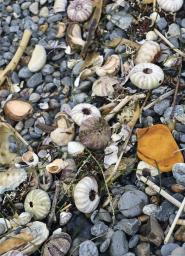 <p>　北海道えりも町の海岸に打ち上げられたウニの死骸＝１０月</p>