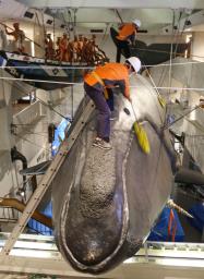 　和歌山県太地町の町立くじらの博物館で、セミクジラの実物大模型を清掃する職員＝２１日午前