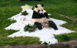 　人工雪で描かれたクリスマスツリーをプレゼントされたジャイアントパンダ「彩浜」＝２５日午前、和歌山県白浜町のアドベンチャーワールド