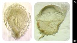 　研究に使われた受精卵を上から見た画像（左）と横から見た画像（研究チーム提供）
