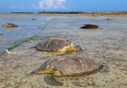 　瀕死の状態で見つかったアオウミガメ＝１４日、沖縄県久米島町（久米島ウミガメ館提供）