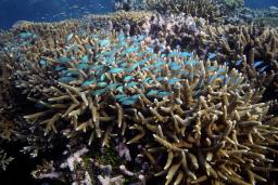 　グレートバリアリーフのサンゴと魚＝１３日、オーストラリア東部（ＡＰ＝共同）