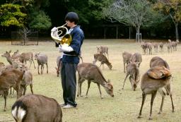 　ホルンの音色で呼び寄せられる奈良公園のシカ＝１日午前、奈良市