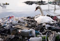 　プラスチックごみがたまる川岸に立つハクチョウ＝４月、セルビア・ベオグラード（ＡＰ＝共同）