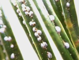 　ソテツに寄生する、カイガラムシの外来種＝１１月、鹿児島県奄美市（県提供）