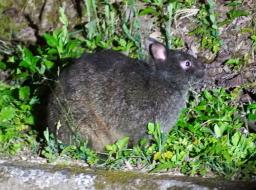 　国の特別天然記念物アマミノクロウサギ＝４月、鹿児島県大和村