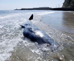 　福島県いわき市の海岸に打ち上げられたマッコウクジラ＝３日午前（アクアマリンふくしま提供）