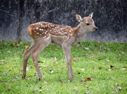 　奈良公園の「鹿苑」で公開されたシカの赤ちゃん＝５日午前、奈良市