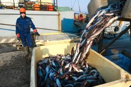 　ロシア極東沿海地方で水揚げされる魚＝３月３１日（タス＝共同）