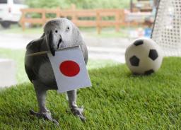 　サッカー女子Ｗ杯準々決勝の勝敗を占い、日本の勝利を予想した雄のヨウム「オリビア」＝９日午後、栃木県那須町