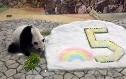 　５歳の誕生日を迎え、氷をプレゼントされたジャイアントパンダの彩浜＝１４日午前、和歌山県白浜町のアドベンチャーワールド