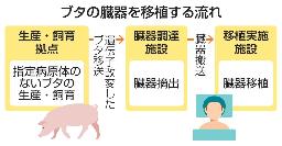　ブタの臓器を移植する流れ