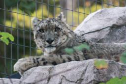 　ユキヒョウ「アクバル」＝２０１９年（円山動物園提供）