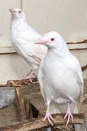 　変異遺伝子の影響で白いカラス（京都大の古賀章彦名誉教授提供）