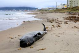 　砂浜に打ち上げられたクジラ＝１９日午後、北海道函館市