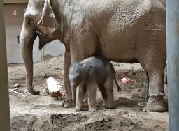 　アジアゾウのパールと生まれたての赤ちゃん＝２０日午前、札幌市の円山動物園（同動物園提供）