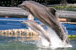 　いけすで元気に泳ぐ、生後約１カ月となったマダライルカの赤ちゃん（下）＝２８日午前、和歌山県太地町の町立くじらの博物館