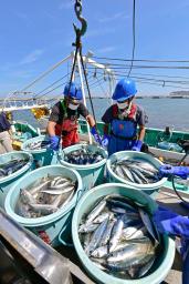 　沖合底引き網漁が解禁となり、松川浦漁港に水揚げされる魚＝１日午後、福島県相馬市
