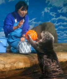 　ダンクシュートを決めるラッコの「リロ」＝１日午後、福岡市の水族館「マリンワールド海の中道」