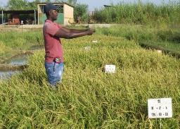 　データベース化のため、イネの画像収集をする様子＝２０２０年１１月（Ａｆｒｉｃａ　Ｒｉｃｅ　Ｃｅｎｔｅｒ提供）