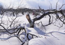 　雪の重みで幹から割れ、半分になった樹齢５０〜６０年のリンゴの木＝１月、青森市
