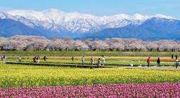 　残雪をかぶった北アルプスを背に、桜、菜の花、チューリップが咲きそろう「春の四重奏」の風景＝２０２０年４月、富山県朝日町（一般社団法人　朝日町観光協会提供）
