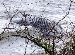 　石川県穴水町の海岸に打ち上がったザトウクジラの死骸＝１５日（住民提供）