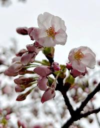 　北海道松前町の松前公園で開花したソメイヨシノ＝２０日午前