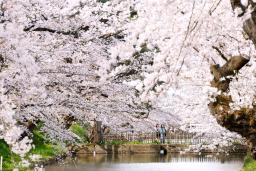 　ソメイヨシノなどが見頃を迎えた弘前公園＝２２日午後、青森県弘前市