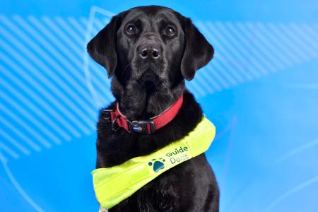 <p>　パラリンピックの英国選手を支える補助犬「ピックル」（ＰａｒａｌｙｍｐｉｃｓＧＢ提供、共同）</p>