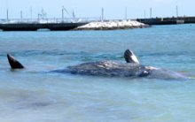 勝浦の海岸にマッコウクジラ　体長６メートル、暴風で迷い込む？