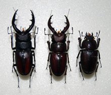 頭が「雄」　胸以下は「雌」　珍しいクワガタ採集、標本化　来月６日から房総のむらで展示