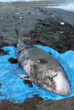 浜にクジラ死ぬ　館山