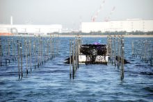 “都会の海”から絶品ノリ　船橋・三番瀬で最盛期　１隻で１日２万～３万枚分　【地方発ワイド】