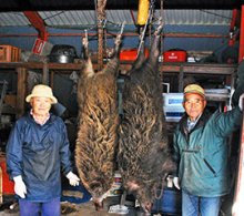 ３日連続大イノシシ捕獲　８５キロ級「珍しい」　大多喜の小林さん