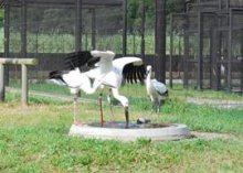 関東の生息拠点なるか　飼育のコウノトリ初放鳥　野田　【回顧　２０１５年　取材メモから】
