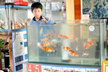 独自の道徳育成に共感　ニシキゴイ１人１匹飼育　神埼　【回顧　２０１５年取材メモから】