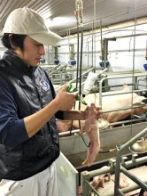 世界うならせた銘柄豚　（１３）米本畜産（旭市）　【輝く！千葉の企業　日本政策金融公庫レポート】