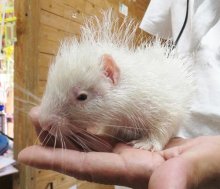 白いヤマアラシ誕生　まだら模様なく「珍しい」　市原ぞうの国