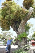 ヤドリギ繁殖域拡大　いすみ、長期間寄生で枯れ木に　専門家「早めの駆除を」　【地方発ワイド】