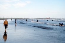 九十九里浜に大量ハマグリ　採取禁止も持ち帰り相次ぐ　漁業者「死活問題」「採取は密漁」