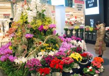 家庭で県産花飾って　そごう千葉店で特別展示　イベント中止、需要低迷で