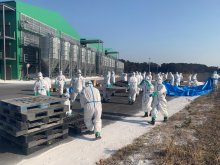 多古で鳥インフル、１１５万羽殺処分へ 　県内７例目、森田知事「緊急事態」　処分累計、県内産卵鶏３割に