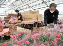 母の日のカーネーション出荷ピーク　ＪＡＬグループ社員、包装作業などに汗　匝瑳