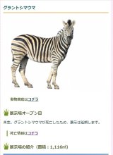展示予定のグラントシマウマ１頭死ぬ　慣らし訓練中、突然走り出しフェンスに激突　千葉市動物公園