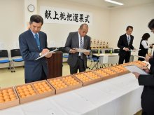 ビワ皇室献上　新型コロナで２年連続自粛　南房総