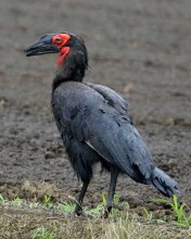黒い体、長いくちばし…「怪鳥」の目撃相次ぐ　柏、我孫子　店から逃げた絶滅危惧種か