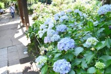 アジサイ見ごろ　松戸の本土寺　境内彩る１万株